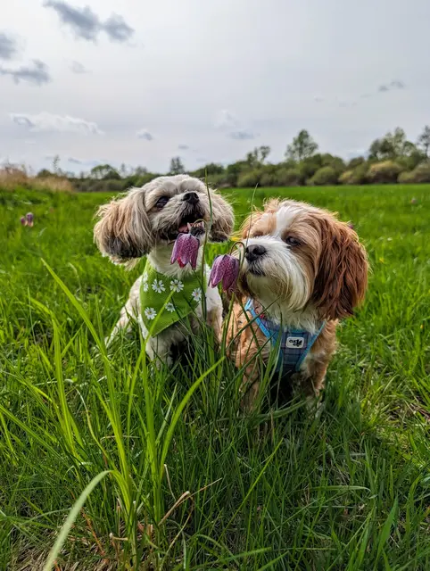 Lela ist ein Shih Tzu - Havaneser Mix und 9 Jahre alt. 
Foxy ist 2 Jahre alt und reinrassige Havaneserin. Sie sind abenteuerlustig und überall im Landkreis unterwegs. Im Frühjahr bewundern sie gern die wunderschönen Schachbrettblumen.  | Foto: Gabriele Stein 
