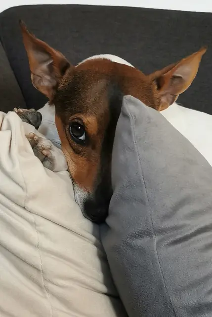 Juri, liebenswerter Schelm | Foto: Josta Riedel 