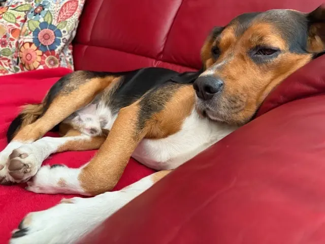 Purzel macht Mittag | Foto: Werner Hummel