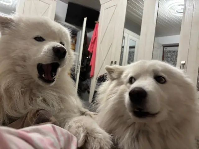 ﻿Sturmattacke aufs Bett! | Foto: Heidi Fascher