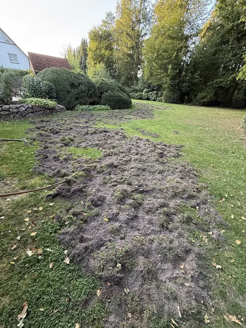 So sieht der Garten nach dem Einfall der Wildschweine aus | Foto: Wochenblatt