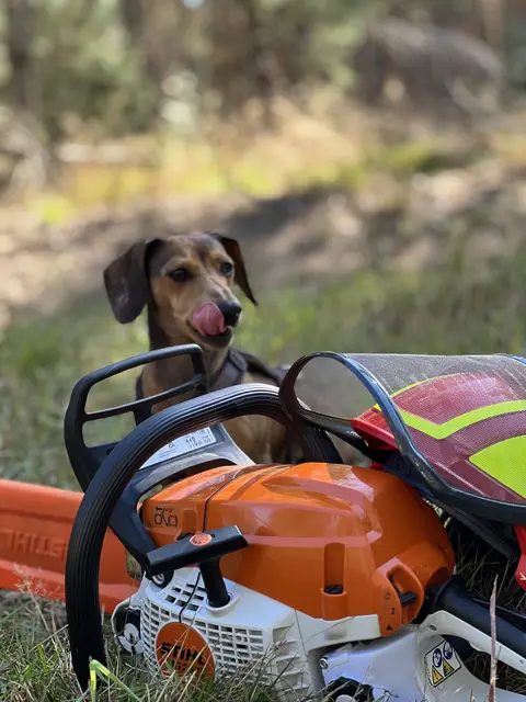 Hildi, die geduldig mit ihrem Frauchen (Forstwirtin) im Wald bei der Holzernte ausharrt | Foto: Frauke Rohland
