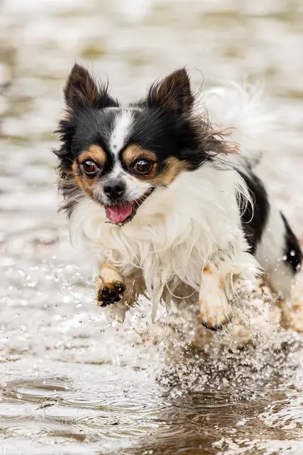 Feivel ist ein besonderer Chihuahua. Er liebt es im Wasser zu toben, wandert mit Mareike Buchtenkirch und und liebt es seine Tricks vorzuführen, um ein Leckerchen zu ergattern.  | Foto: Mareike Buchtenkirch