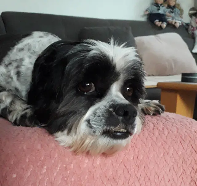 Oskar hat mitunter schon einen kleinen Knall | Foto: ulf menge