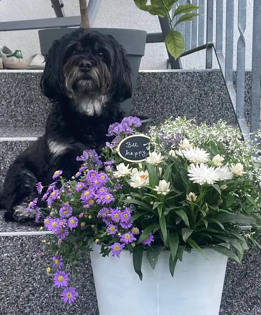 Shelby ist immer Happy
 | Foto: Günther Müller