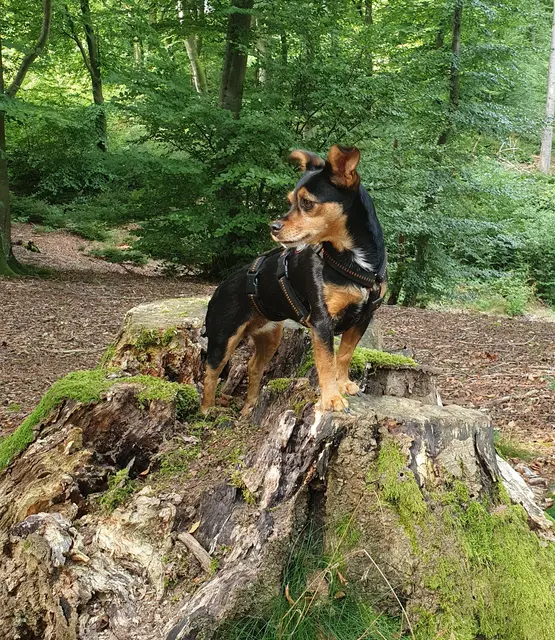 Die kleine Szuki, die sich gern auch mal groß macht, um ja nichts zu verpassen. | Foto: Erika Meier 