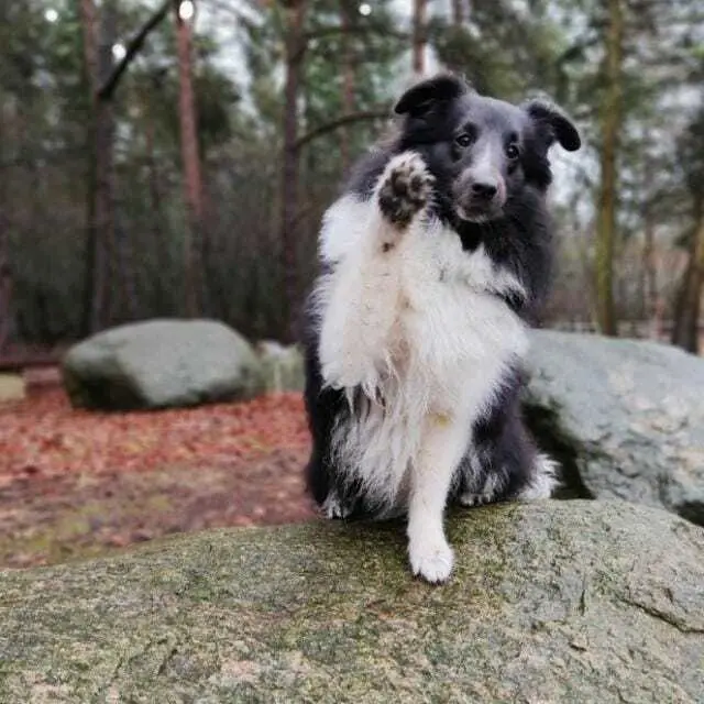 Gnocchi, Sheltie Hündin | Foto: Maxime Lonez