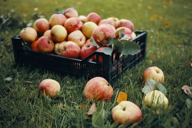 Herbstzeit ist Erntezeit: Auch auf Streuobstwiesen laden reife Äpfel zum Probieren ein (Symbolfoto) | Foto: Freepik