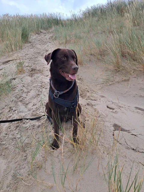 Hank, geb. 14.10.2015, in Bredene/ Belgien am Strand.
 | Foto: Sylvia Alpers