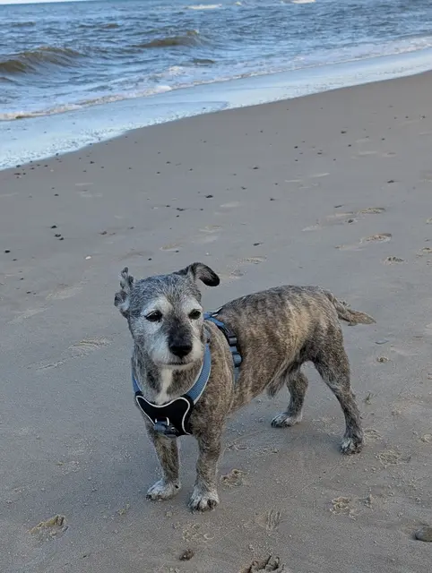 Eddi (ein Terriermix) begleitet Susanne Alter seit 13 Jahren, natürlich auch in den Urlaub nach Dänemark
 | Foto: Susanne Alter 