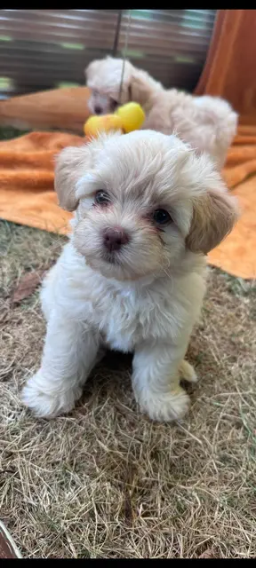 Die kleine neugierige Frieda | Foto: Claudia Schneller