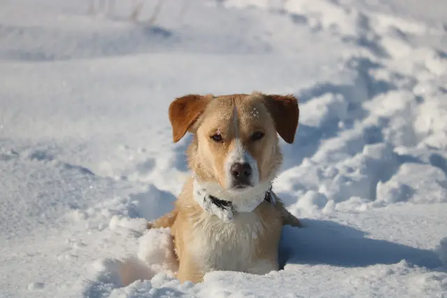 "Heinzi": Er ist ein vierjähriger Hütehund aus Mazedonien. Nach anfänglichen Schwierigkeiten hat er sich voll und ganz eingelebt. Jürgen Nordhaus fährt jeden Tag ca. fünf bis sieben km mit meinem E-Scooter und Heinzi läuft mit. | Foto: Jürgen Nordhaus