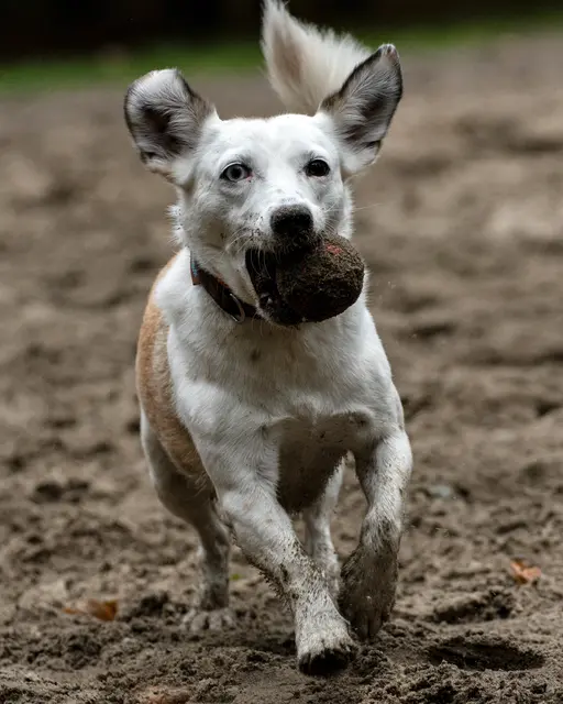 Paddy, der aus Rumanien kam und von der Tötungsstation gerettet wurde | Foto: Lynda Hardy