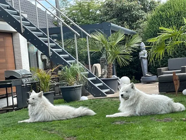 Wachhunde!
 | Foto: Wolfgang Ulich 