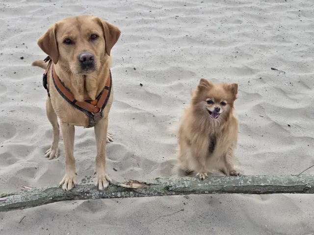 Die kleine Zwergspitzin Alva aus dem Franziskus Tierheim in Hamburg und die Labradorhündin Elisabeth. Glück zum Anfassen. Und für Britta Wichern die tollsten Hunde der Welt. | Foto: Britta Wichern