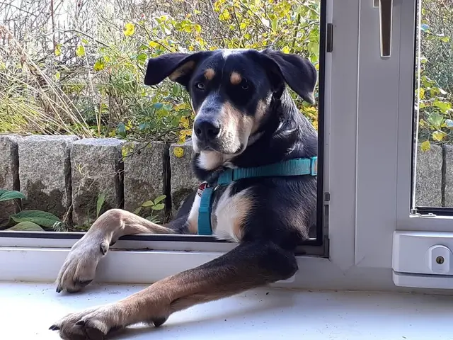 Das ist Elli. Sie ist 7 Jahre alt. Sie kommt aus dem Tierheim Süderstraße. Dort war sie, weil sie an der Autobahn ausgesetzt war. | Foto: Susan Tenhaeff