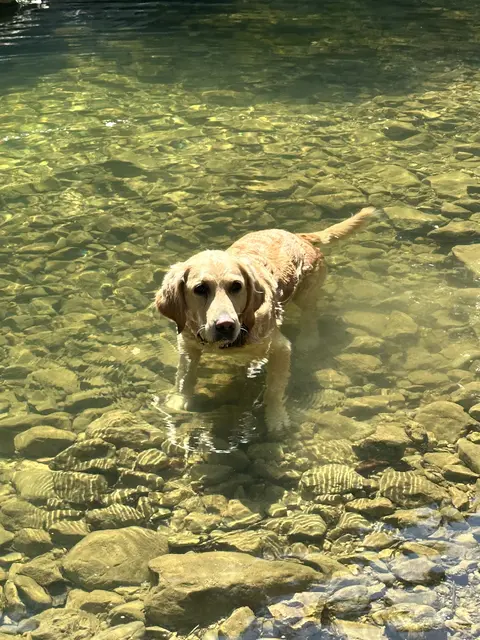  Lilli, eine fast 6-jährige Goldi Hündin wohnt mit ihrem Rudel im schönen Emmelndorf | Foto: Nadine Dyballa