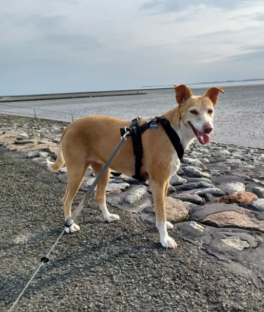 Podenco Hündin Leni (7 Jahre alt) | Foto: Daniela Wienberg