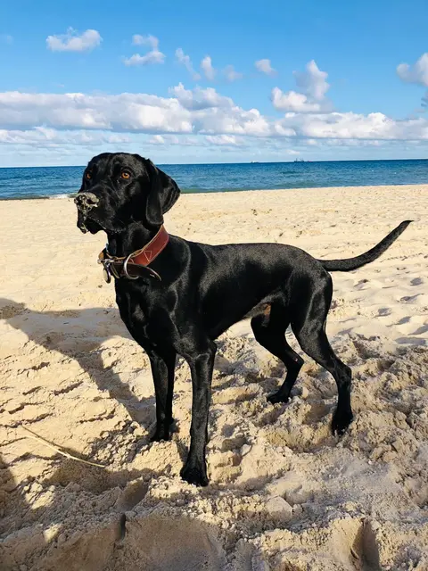 Labmaraner Artus aus Dollern. Als Yvonne Schulze sich damals zwischen den vielen süßen Welpen entscheiden mussten, gab ihr Mann ihr diesen Hund auf den Arm und sagte „vielleicht ist das der Richtige?“. Sie hob ihn hoch, schaute ihn an und fragte ihn „bist du unser kleiner Artus?“. In diesem Moment hob er seine Pfote ganz hoch in die Luft und bestätigte damit die Frage | Foto: Yvonne Schulze