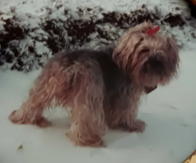 Jenny das großes Herz mit / auf  4 kleinen Pfoten | Foto: Hannelore Dobelstein