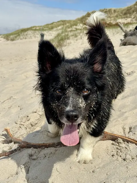 Border-Collie Mischling Skippy beim Spielen am Strand | Foto: Laura und Oliver Bergmann