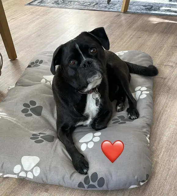  Archie, 5 Jahre alt, ein Mix aus Mops und Boston-Terrier | Foto: Britta Meyer