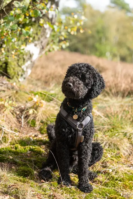 Oskar in der Fischbeker Heide
 | Foto: Luzie Brieger
