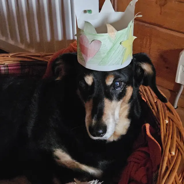 Lilly. Eine kleine Dackeldame die jetzt im Oktober schon 15 Jahre alt wird.  | Foto: Claudia Lattus