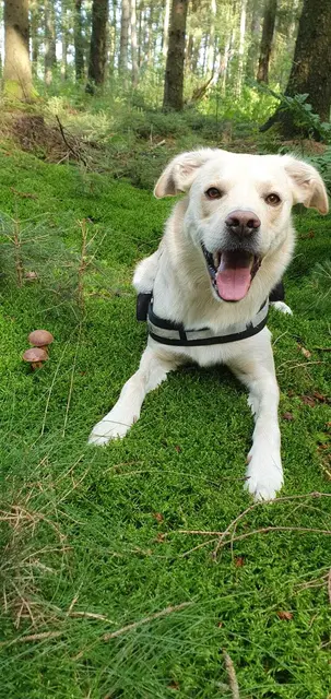 Daniela und Frank Liesner wohnen seit 2000 in Harsefeld und haben durch Seelenhund Merlin so viele schöne Ecken entdeckt, die sie vorher nie gesehen haben. Jetzt sind sie wieder regelmäßig im Wald zum Pilze suchen, natürlich ist Merlin auch dabei.  | Foto: Familie Liesner