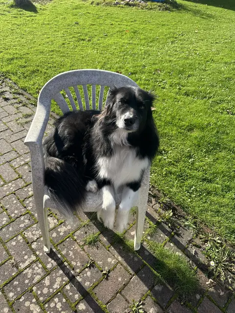 Anka war das „Problemkind" ihres Wurfes. Mehrere notwendige Operationen führten dazu, dass ihre ursprünglich vorgesehene Familie absagte. Über ihre Züchterin kam sie schließlich zu Kira Barke. Nach einer weiteren OP und kleinen Startschwierigkeiten hat sie sich zu einer gesunden, ruhigen Vierjährigen entwickelt. Heute ist Anka nicht nur fit, sondern bereichert das Familienleben jeden Tag aufs Neue | Foto: Kira Barke