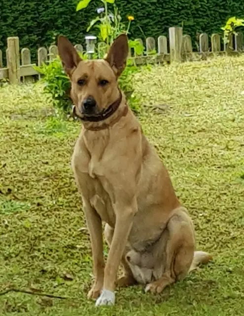 Theo kommt ursprünglich aus Zypern. Er ist vermutlich eine Mischung aus Malinois und Podenco Ibicenco. | Foto: S.Karotki