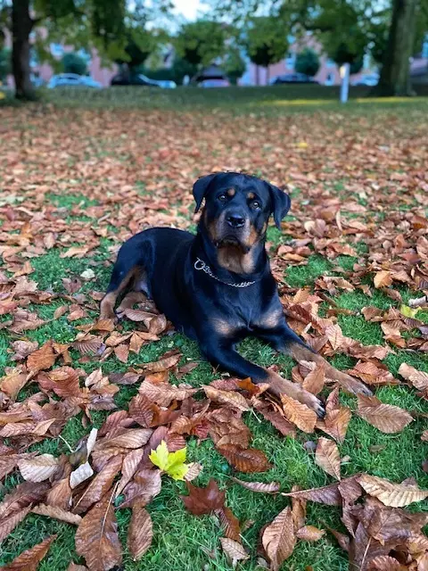 Mayla ist 5 Jahre alt und ein Rottweiler. Sie ist ein absoluter Familienhund und schläft am liebsten den ganzen Tag. | Foto: Viola Duran