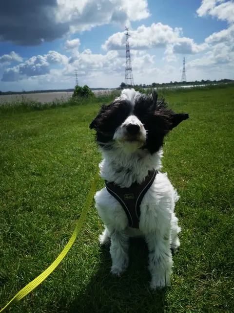 Am Elbstrand herrschte bestes Hundewetter: Sonne, Wind, Möwen und mittendrin Molly, eine wuschelige Rakete auf vier Pfoten.

Kaum losgelassen, verwandelte sie sich in eine Mischung aus Düsenjet und Staubsauger. Erst jagte sie einer Möwe hinterher, die beleidigt krächzend davonflog. Dann entdeckte sie einen Stock, allerdings war es eigentlich der Spazierstock eines verdutzten Rentners. „Molly! Nicht den Opa apportieren!“ rief ihr Frauchen, während Molly stolz mit der Beute im Maul über den Strand raste.

Im nächsten Moment rutschte sie in eine kleine Sandkuhle, überschlug sich wie ein Zirkusartist und blieb kurz auf dem Rücken liegen, alle vier Beine in der Luft. Zwei Sekunden später sprang sie wieder auf, schüttelte den Sand ab und tat so, als wäre das alles ganz genau so geplant gewesen. | Foto: Maren Lentes 