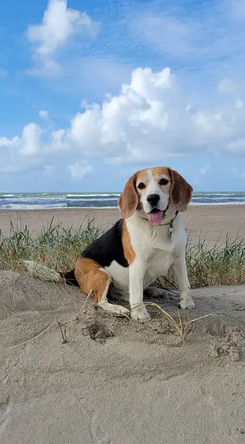 Percy am Strand von Dänemark | Foto: Sandra Höper