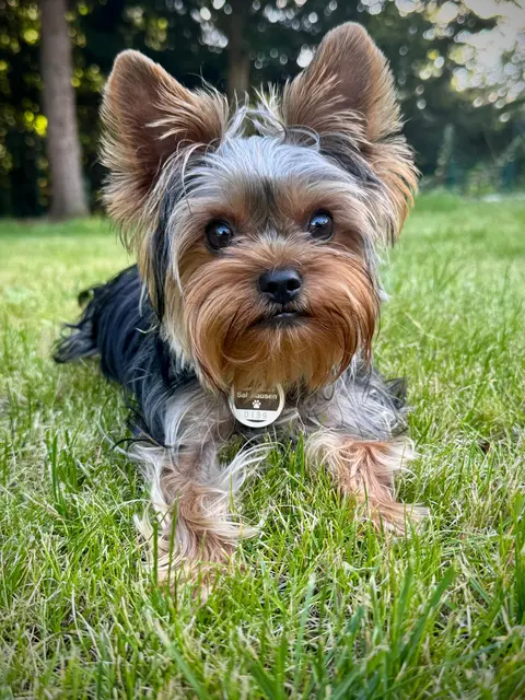 Pumuckl, genannt Pucky, 9 Monate alt
 | Foto: Ingolt Bergmann