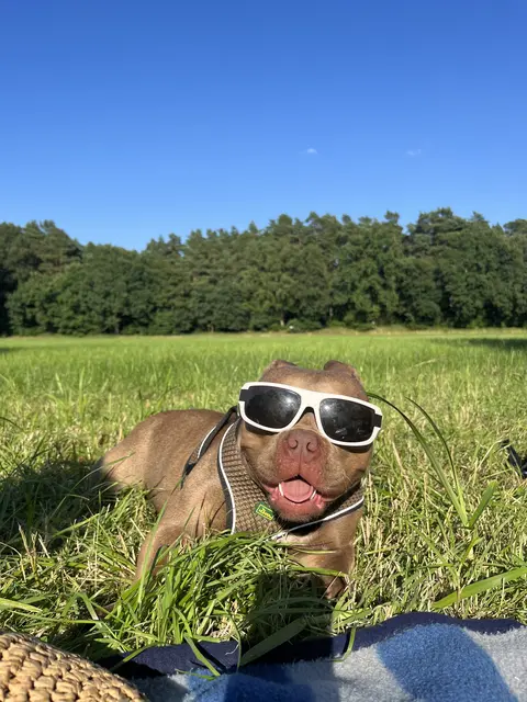 Hündin Alani | Foto: Sirin Kira