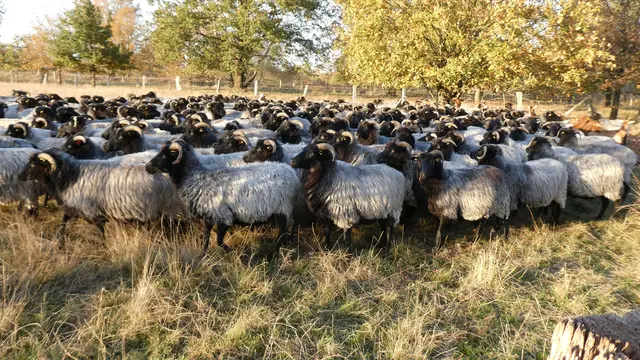 300 Heidschnucken und Ziegen bevölkern in den kommenden Wochen die Barger Heide | Foto: Hansestadt Stade