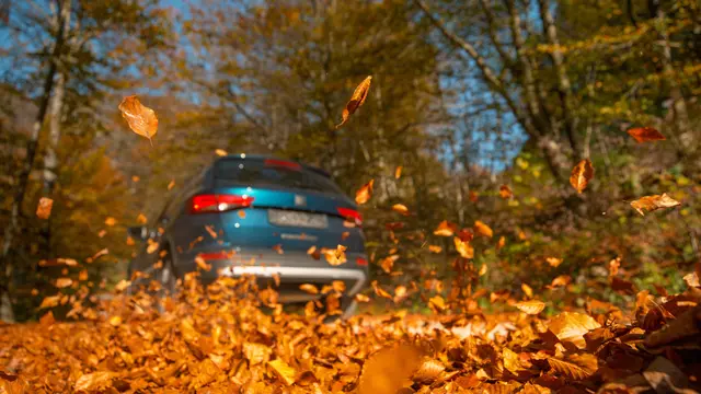 Vorsicht: Rutschgefahr durch Laub auf der Straße  | Foto: adobe stock /  helivideo