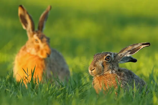 Die Kaninchenpest bedroht die Feldhasenpopulation in Nordkehdingen | Foto: Adobe Stock/Bartosz Rakoczy