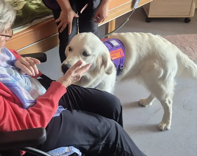 Golden Retriever Lumi im Pflegeheim | Foto: Sabine Neumann-Heinen