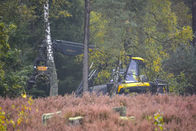 Die Baumfällarbeiten im Büsenbachtal haben begonnen | Foto: Besser