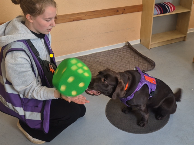 Labrador Retriever Malou beim Zahlenspiel in der Schule | Foto: Sabine Neumann-Heinen