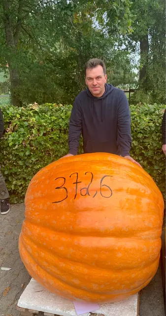 Gewinner Björn Boroske  mit seinem 372,6 Kilogramm schweren Kürbis | Foto: Merle Boroske
