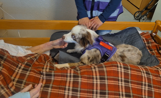 Mini-Aussi Feli beim Bettentraining in einem Seniorenheim | Foto: Sabine Neumann-Heinen