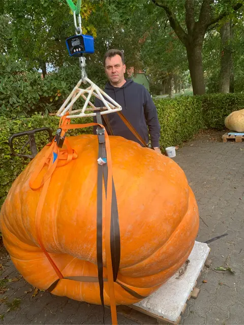 Der Kürbis wird gewogen | Foto: Merle Boroske