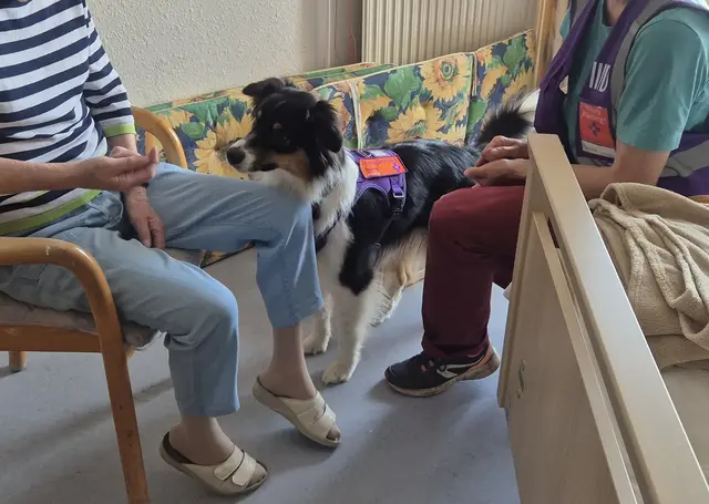 Australian Shepard Maybe im Seniorenheim | Foto: Sabine Neumann-Heinen