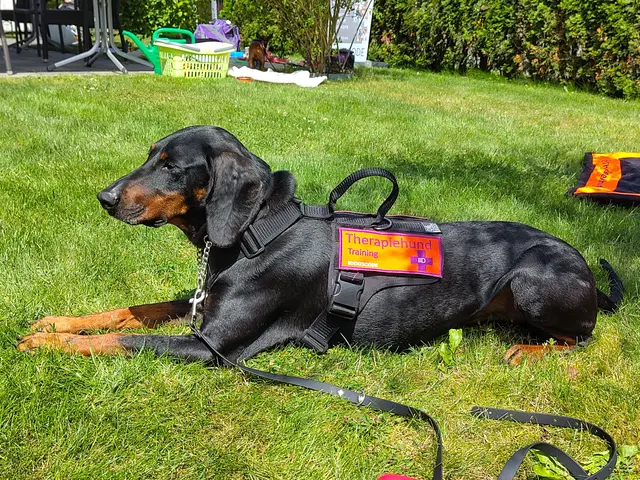 Faye liegt entspannt im Gras und wartet auf ihren Arbeitseinsatz | Foto: Sabine Neumann-Heinen