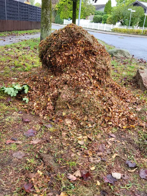 Gerade im Herbst fallen große Mengen Grünabfall an - wohin damit? | Foto: sh