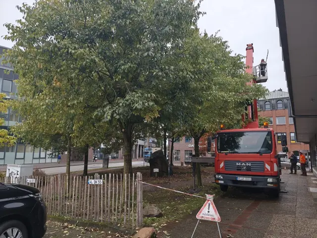 Anfang Oktober wurden die Eiben an der Ecke Poststraße/Lindenstraße entfernt | Foto: John