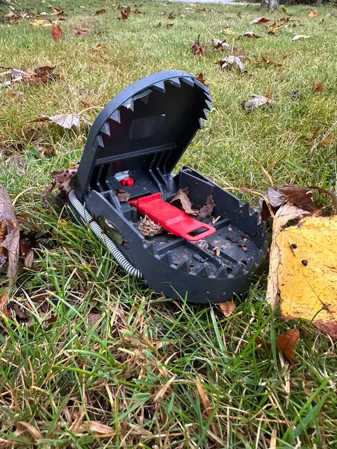 Gefährliche Helfer: Rattenfallen | Foto: Fabienne Smarsly